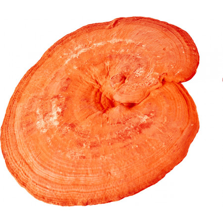 Reishi - 90 rostlinných kapslí