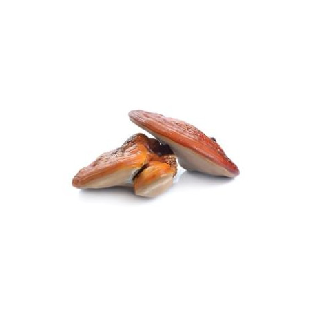 Reishi 50 % - 90 rostlinných kapslí