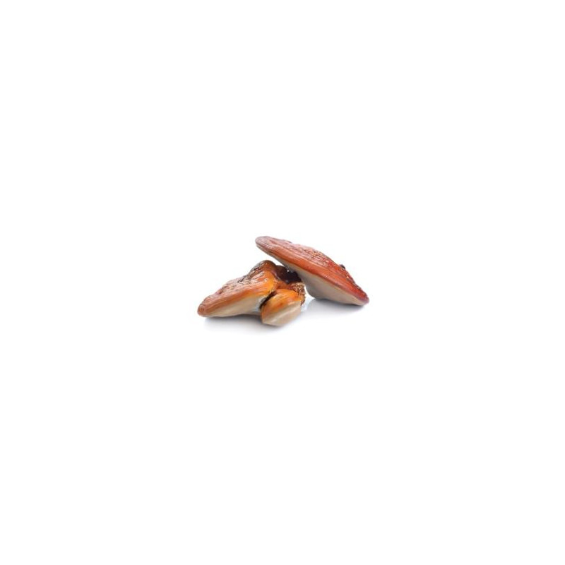 Reishi 50 % - 90 rostlinných kapslí