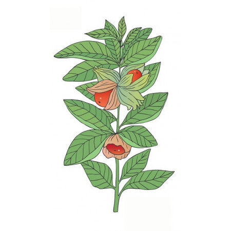 Ashwagandha – extrakt z Ašvagandy s 5 % withanolidů