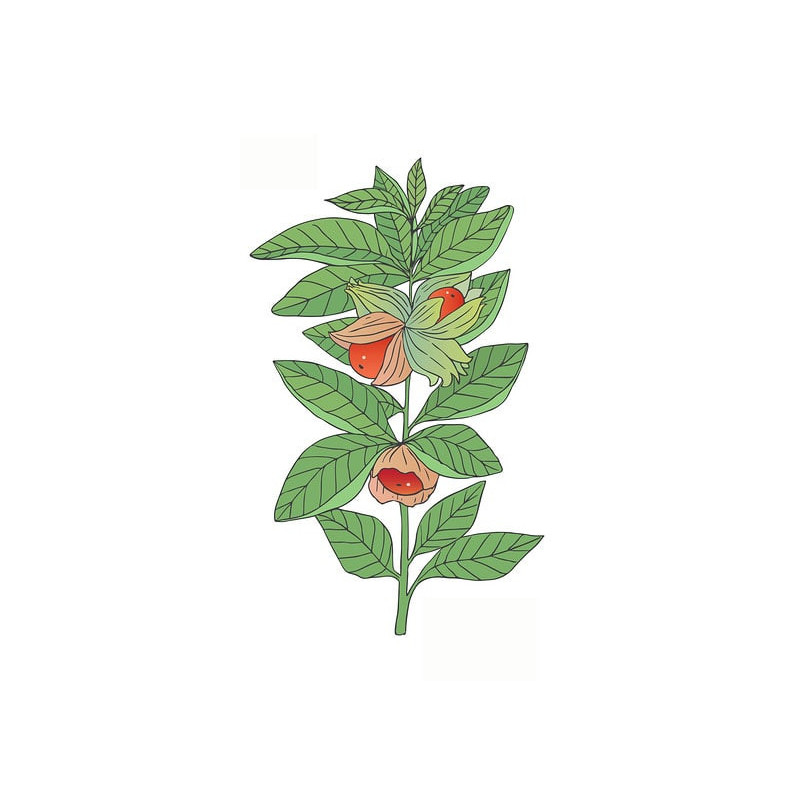 Ashwagandha – extrakt z Ašvagandy s 5 % withanolidů