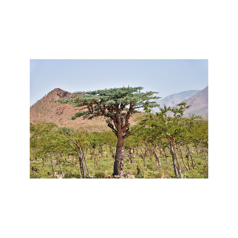Boswellia Phytosome® – boswellin s vysokou vstřebatelností