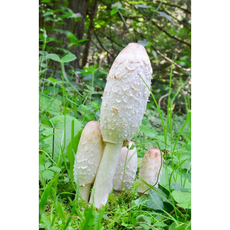 Coprinus Comatus extrakt z hnojníku obecného