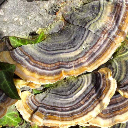 Coriolus versicolor Extrakt 50 % polysacharidů