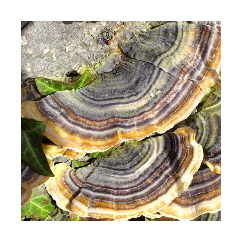 Coriolus versicolor Extrakt 50 % polysacharidů