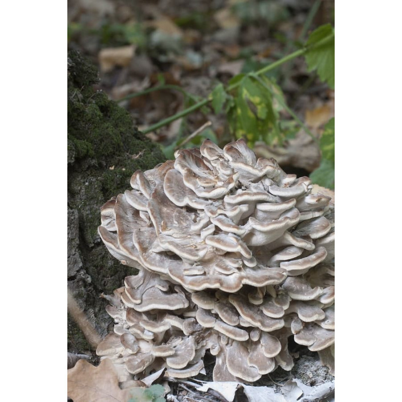 Maitake – Trsnatec lupenitý