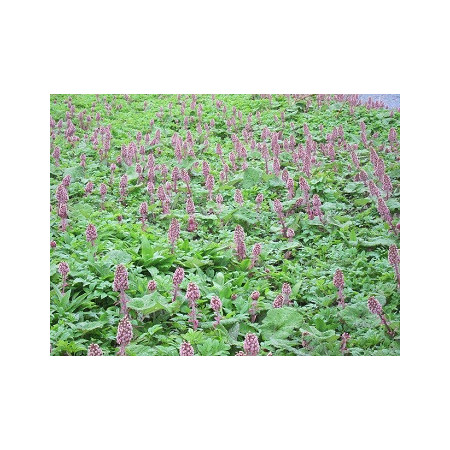 Devětsil list 50g