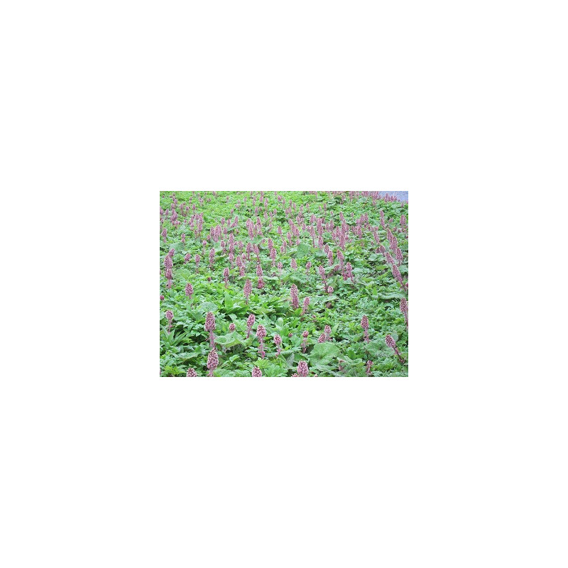Devětsil list 50g